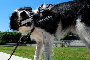 FIDO – Facilitating Interactions for Dogs with Occupations